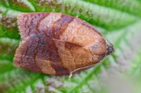 Cacoecimorpha pronubana