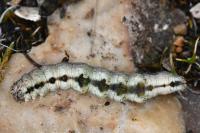 Allophyes oxyacanthae