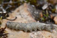 Allophyes oxyacanthae