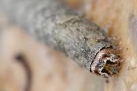 Allophyes oxyacanthae