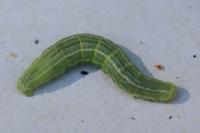 Operophtera brumata