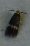 Stigmella microtheriella