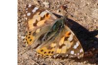 Vanessa cardui