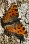 Nymphalis polychloros