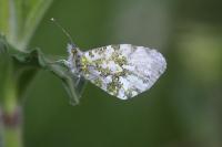Anthocharis cardamines