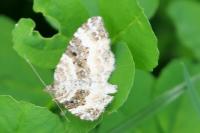 Epirrhoe alternata