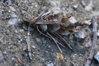 Canephora hirsuta