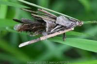 Canephora hirsuta