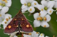 Pyrausta aurata