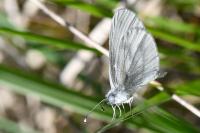 Leptidea sinapis
