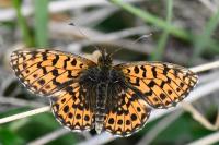 Boloria dia