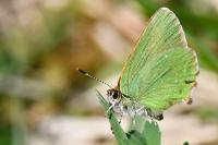 Callophrys rubi