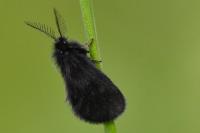 Epichnopterix plumella