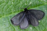Epichnopterix plumella