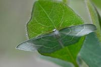 Jodis lactearia