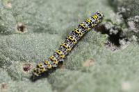 Cucullia verbasci