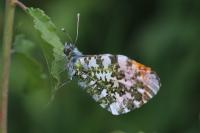 Anthocharis cardamines