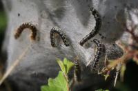 Eriogaster lanestris