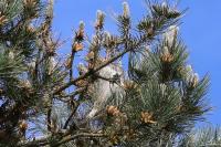 Thaumetopoea pityocampa