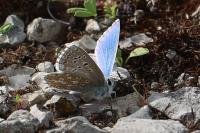 Lysandra bellargus