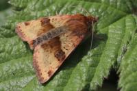 Heliothis viriplaca