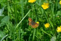 Araschnia levana
