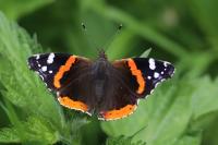Vanessa atalanta