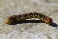 Erannis defoliaria