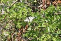 Iphiclides podalirius