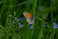 Coenonympha pamphilus
