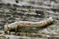 Crocallis elinguaria