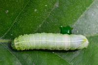 Amphipyra pyramidea