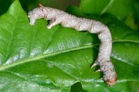 Colotois pennaria