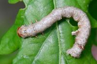Colotois pennaria
