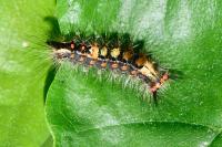 Orgyia antiqua