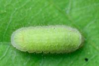 Satyrium ilicis