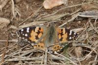 Vanessa cardui