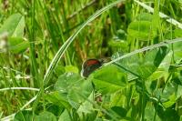 Coenonympha pamphilus