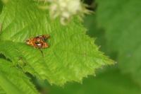 Olethreutes arcuella