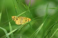 Pseudopanthera macularia