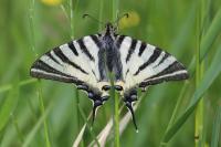 Iphiclides podalirius