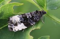 Hedya pruniana