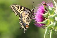 Papilio machaon