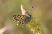 Lycaena tityrus