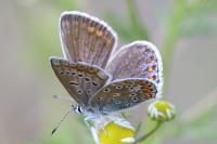 Polyommatus icarus