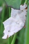 Macaria alternata
