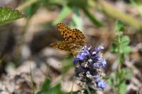 Boloria euphrosyne