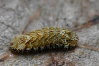 Quercusia quercus