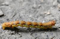 Erannis defoliaria