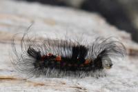 Orgyia antiqua